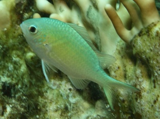 Castagnole Bleu Vert